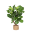 Ficus Lyrata (vertakt) Ø27cm ↕130cm in Albury NATURAL mand