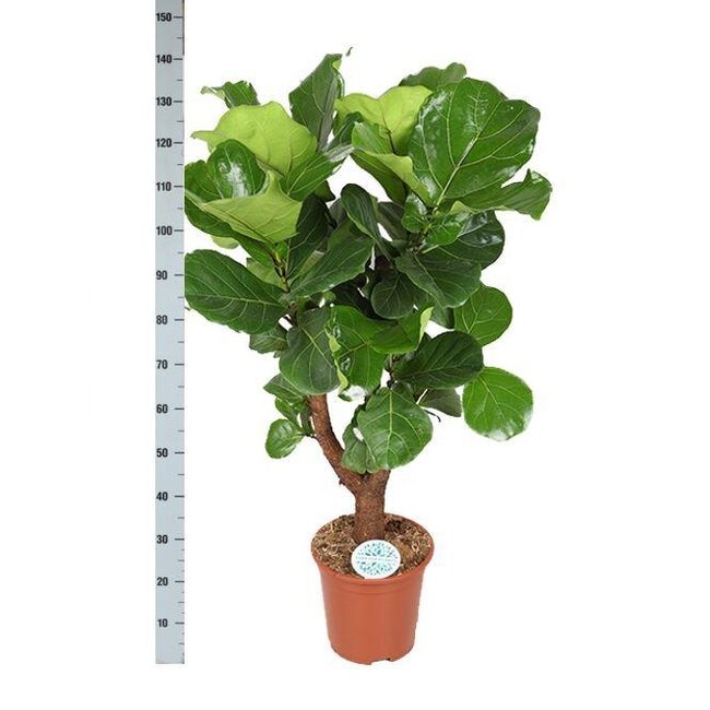 Ficus Lyrata (vertakt) Ø27cm ↕130cm in Albury NATURAL mand