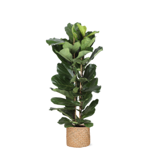 Ficus Lyrata Ø27cm ↕140cm in Albury NATURAL mand
