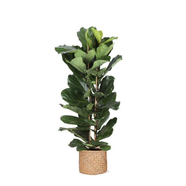 Ficus Lyrata Ø27cm ↕140cm in Albury NATURAL mand