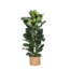 Ficus Lyrata Ø27cm ↕140cm in Albury NATURAL mand