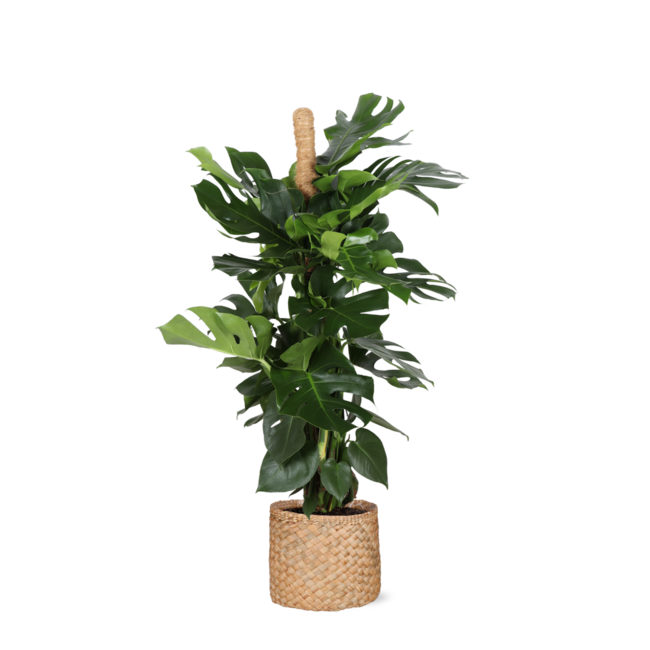 Monstera Deliciosa MOSSTOK Ø27cm ↕150cm in Albury NATURAL mand