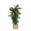 Monstera Deliciosa MOSSTOK Ø27cm ↕150cm in Albury NATURAL mand