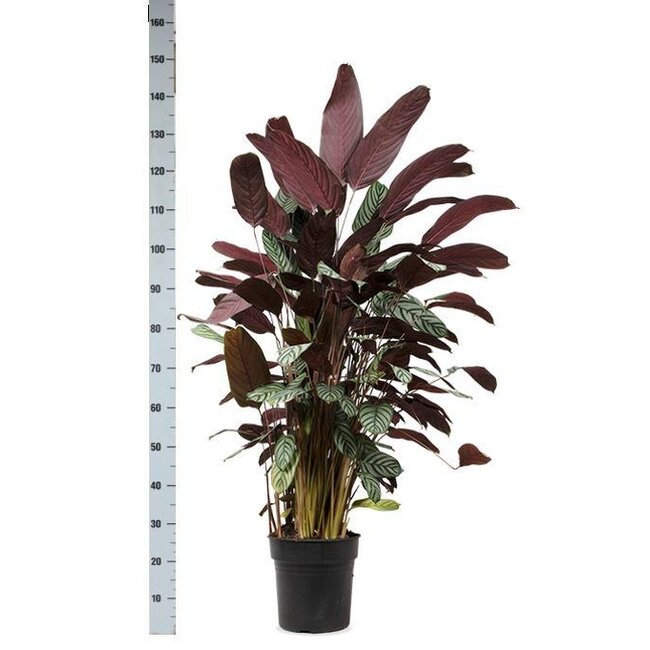Ctenanthe Oppenheimiana Ø27cm ↕130cm in Boule OLIJF pot