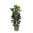Ficus Lyrata Ø27cm ↕140cm in Boule OLIJF pot