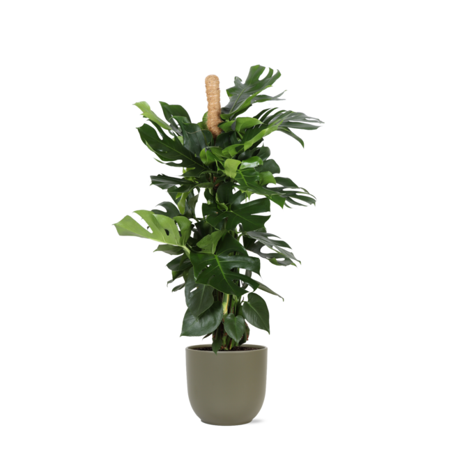 Monstera Deliciosa MOSSTOK Ø27cm ↕150cm in Boule OLIJF pot
