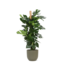 Monstera Deliciosa MOSSTOK Ø27cm ↕150cm in Boule OLIJF pot