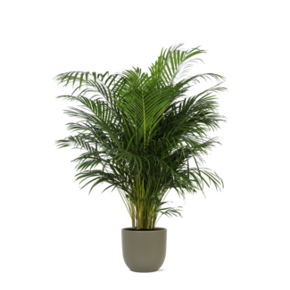 Dypsis Lutescens (Areca Palm) Ø27cm ↕160cm in Boule OLIJF pot