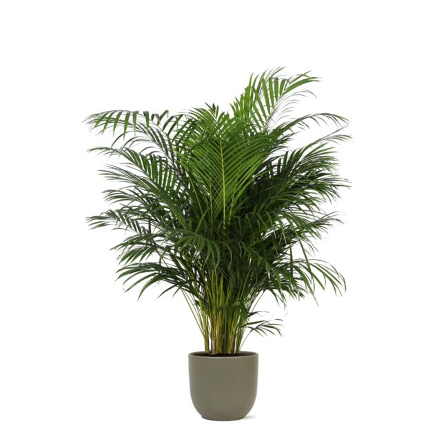 Dypsis Lutescens (Areca Palm) Ø27cm ↕160cm in Boule OLIJF pot