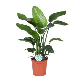Strelitzia Nicolai - Ø21cm - ↕80cm