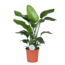 Strelitzia Nicolai - Ø21cm - ↕80cm