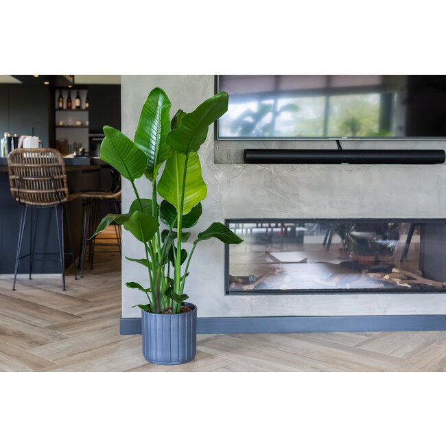 Strelitzia Nicolai - Ø21cm - ↕80cm