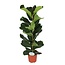 Ficus Lyrata - Ø21cm - ↕90cm