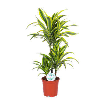 Dracaena Lemon Lime Ø21cm - ↕65cm