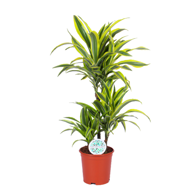 Dracaena Lemon Lime Ø21cm - ↕65cm