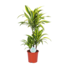Dracaena Lemon Lime Ø21cm - ↕65cm