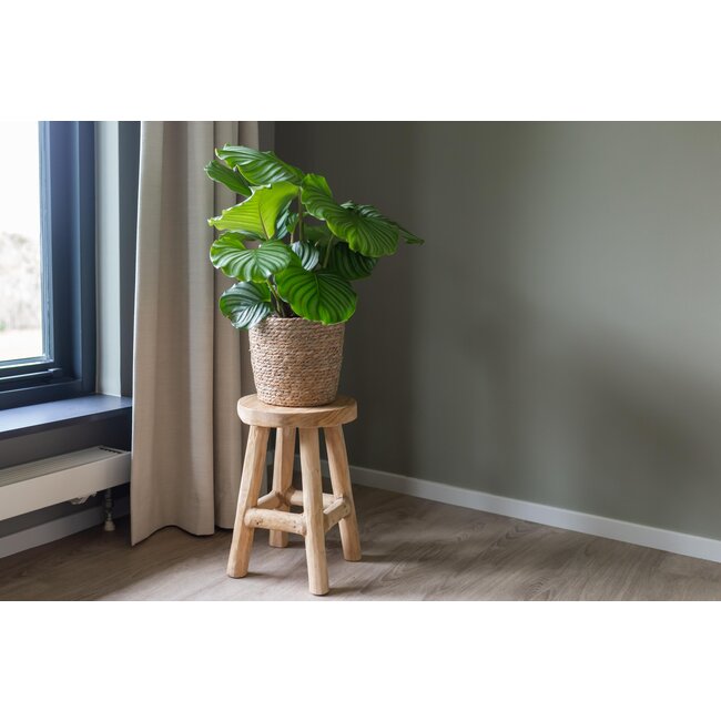 Calathea Orbifolia Ø21cm - ↕70cm