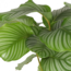 Calathea Orbifolia Ø21cm - ↕70cm