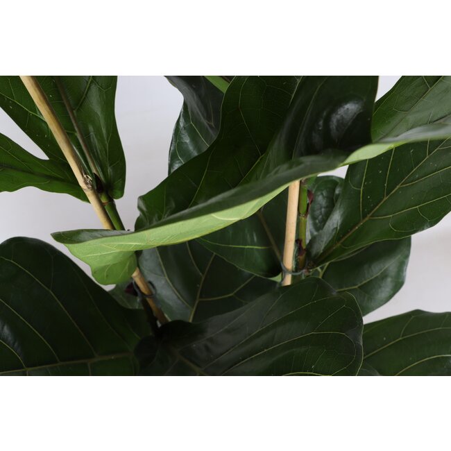 Ficus Lyrata - Ø24cm - ↕120cm in Boule OLIJF pot