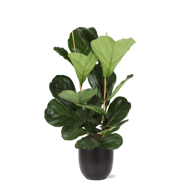 Ficus Lyrata - Ø24cm - ↕120cm in Boule ANTRACIET pot