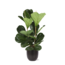 Ficus Lyrata - Ø24cm - ↕120cm in Boule ANTRACIET pot