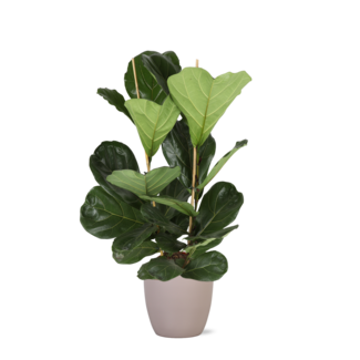 Ficus Lyrata - Ø24cm - ↕120cm in Boule TAUPE pot