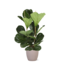 Ficus Lyrata - Ø24cm - ↕120cm in Boule TAUPE pot
