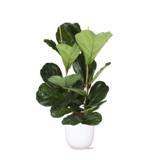 Ficus Lyrata - Ø24cm - ↕120cm in Boule WIT pot