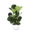 Ficus Lyrata - Ø24cm - ↕120cm in Boule WIT pot