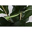 Ficus Lyrata - Ø24cm - ↕120cm in Boule WIT pot
