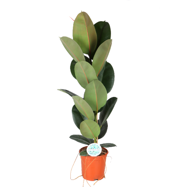 Ficus Elastica Robusta - Ø21cm - ↕90cm