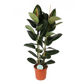Ficus Elastica Robusta Ø24cm - ↕110cm