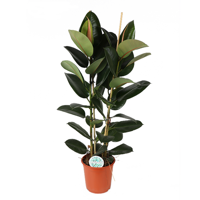Ficus Elastica Robusta Ø24cm - ↕110cm