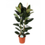 Ficus Elastica Robusta Ø24cm - ↕110cm