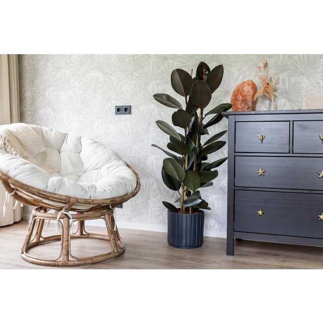 Ficus Elastica Robusta Ø24cm - ↕110cm