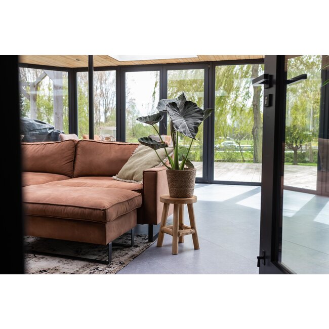 Alocasia Regal Shield Ø21cm - ↕100cm