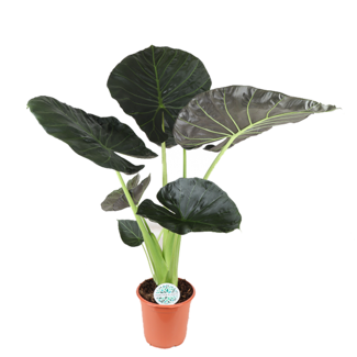 Alocasia Regal Shield Ø24cm - ↕110cm