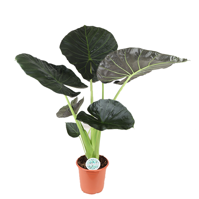 Alocasia Regal Shield Ø24cm - ↕110cm