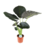 Alocasia Regal Shield Ø24cm - ↕110cm