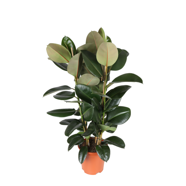 Ficus Elastica Robusta Ø27cm - ↕115cm