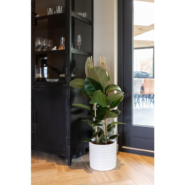 Ficus Elastica Robusta Ø27cm - ↕115cm