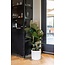 Ficus Elastica Robusta Ø27cm - ↕115cm