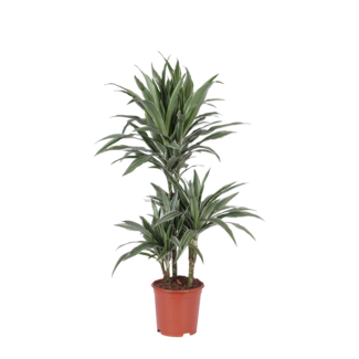 Dracaena Warneckii Ø21cm - ↕65cm