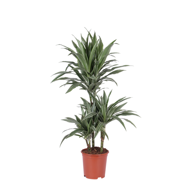 Dracaena Warneckii Ø21cm - ↕65cm