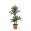 Dracaena Warneckii Ø21cm - ↕65cm