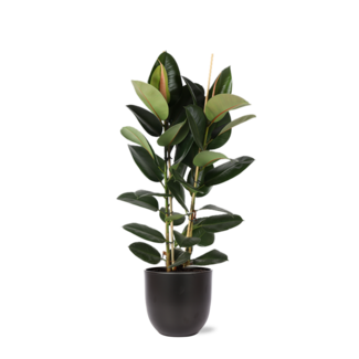 Ficus Elastica Robusta Ø24cm - ↕110cm in Boule ANTRACIET pot