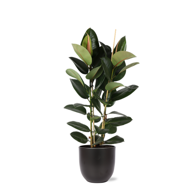 Ficus Elastica Robusta Ø24cm - ↕110cm in Boule ANTRACIET pot