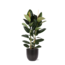 Ficus Elastica Robusta Ø24cm - ↕110cm in Boule ANTRACIET pot