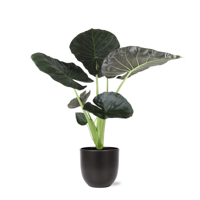 Alocasia Regal Shield Ø24cm - ↕110cm in Boule ANTRACIET pot