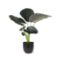 Alocasia Regal Shield Ø24cm - ↕110cm in Boule ANTRACIET pot